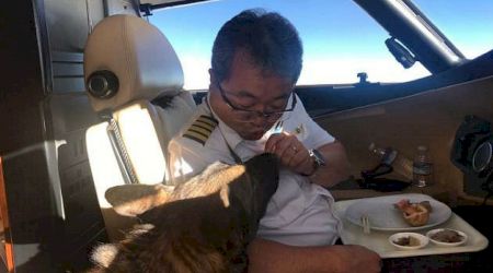 Un câine a ajuns din greșeală în Japonia la bordul unui avion de lux