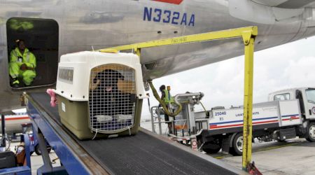 United Airlines suspendă temporar transportul animalelor la bordul aeronavelor sale