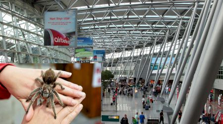 Captură șocantă pe aeroport. Zeci de tarantule descoperite într-un bagaj