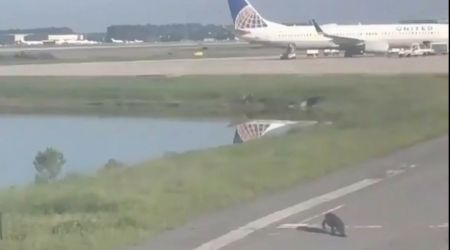 VIDEO. Incident pe aeroport: aligator pe pistă