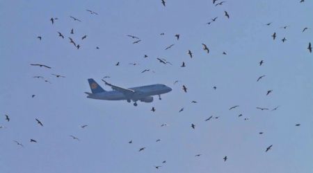 Păsările lovesc din nou. Incidente aviatice cauzate de păsări