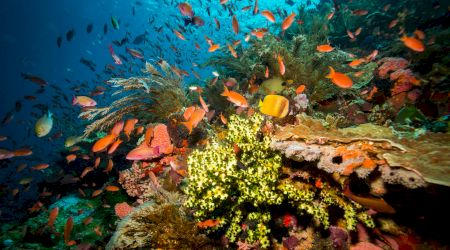 Vacanță în Belize. Reciful de corali nu se mai află în pericol