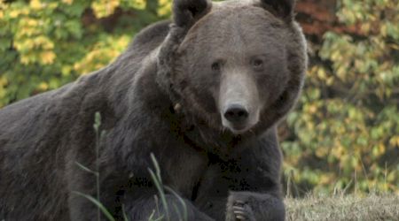 RO-ALERT după ce un urs a fost văzut în Harghita