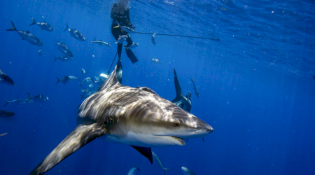 Cum să supraviețuiești unui atac de rechin